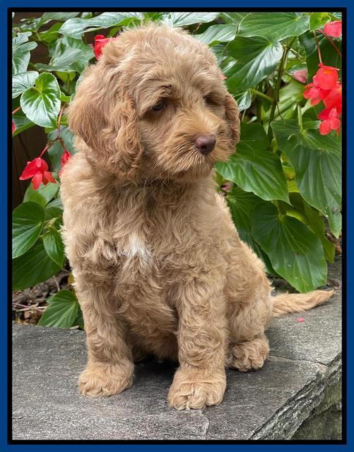 Ashby Bently pups 8 wks old 9100