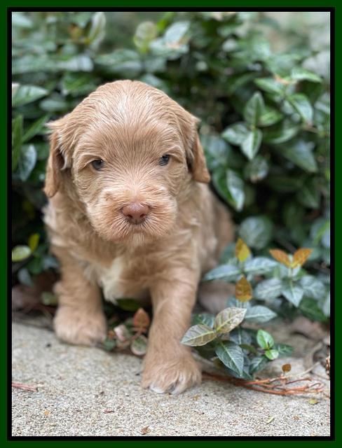 Ashby Bently pups 4 wks old 121