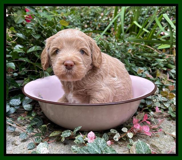 Ashby Bently pups 4 wks old 141