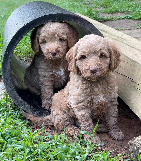 Ashby Bently pups 6 wks old 201