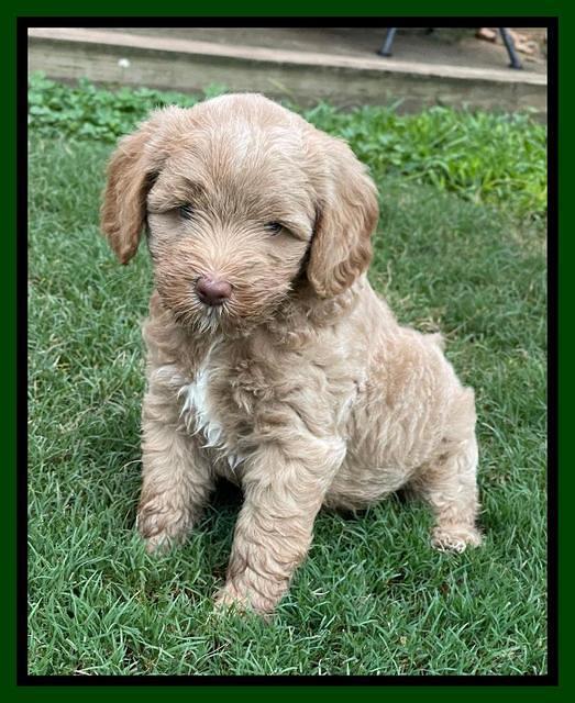 Ashby Bently pups 6 wks old 71