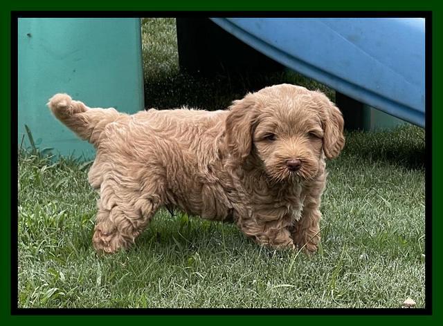 Ashby Bently pups 6 wks old 81