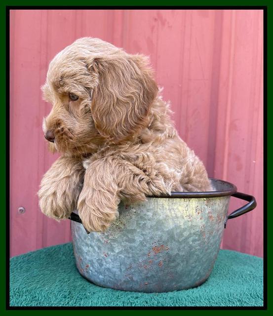 Ashby Bently pups 7 wks old 171