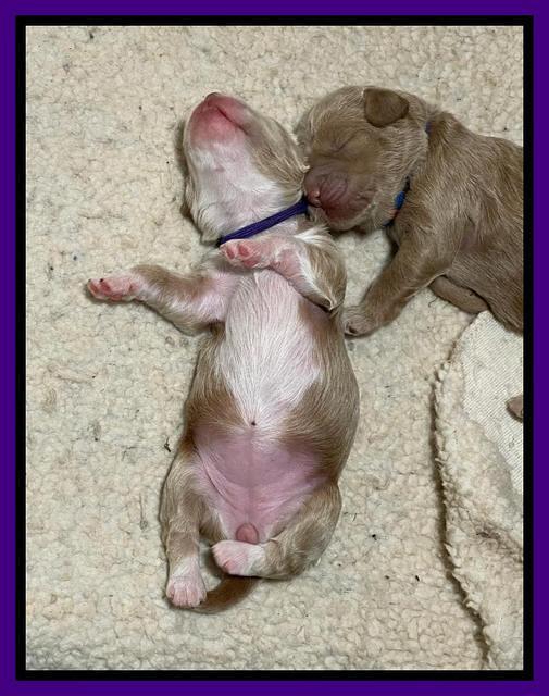 Ashby Bently pups 1 wk old 1122