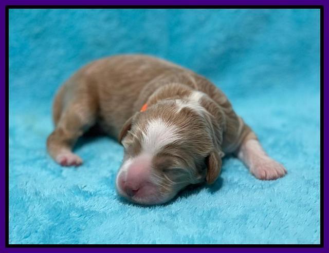 Ashby Bently pups 1 wk old 91