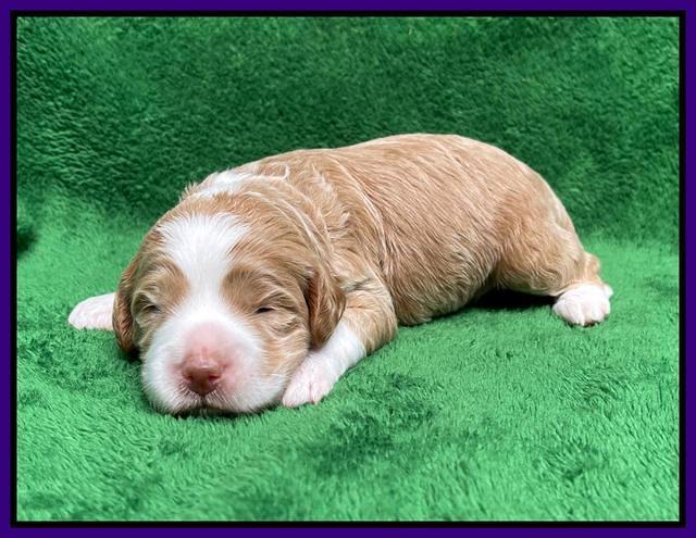 Ashby Bently pups 2 wks old 71