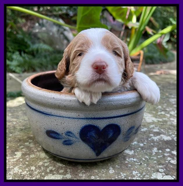 Ashby Bently pups 3 wks old 121