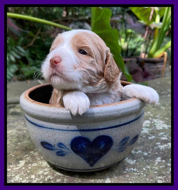 Ashby Bently pups 3 wks old 141