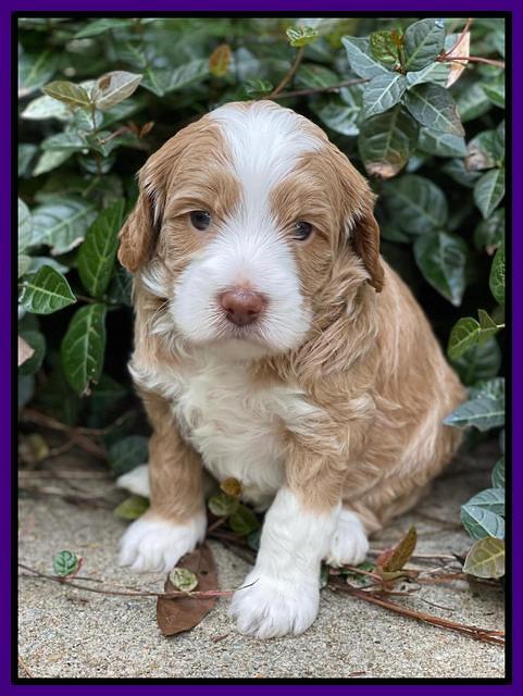 Ashby Bently pups 4 wks old 161