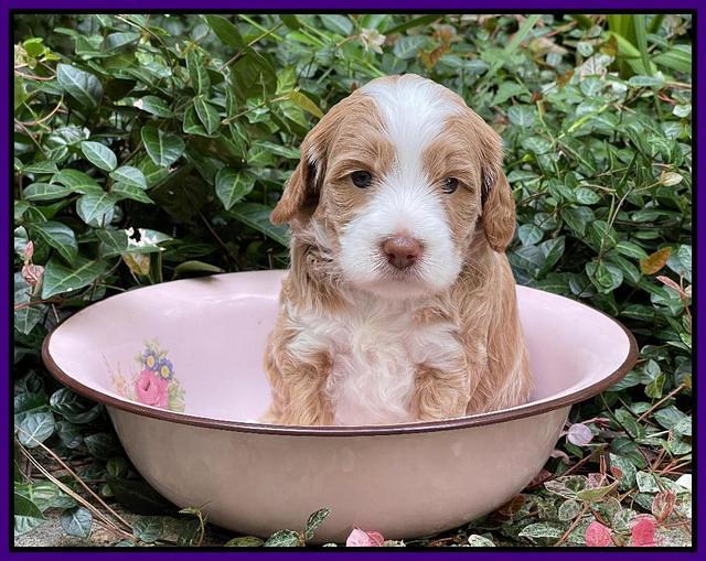 Ashby Bently pups 4 wks old 171