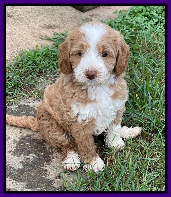 Ashby Bently pups 6 wks old 131