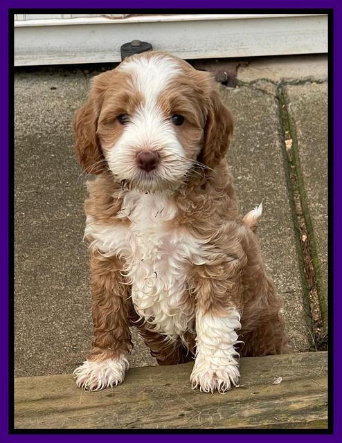 Ashby Bently pups 6 wks old 141