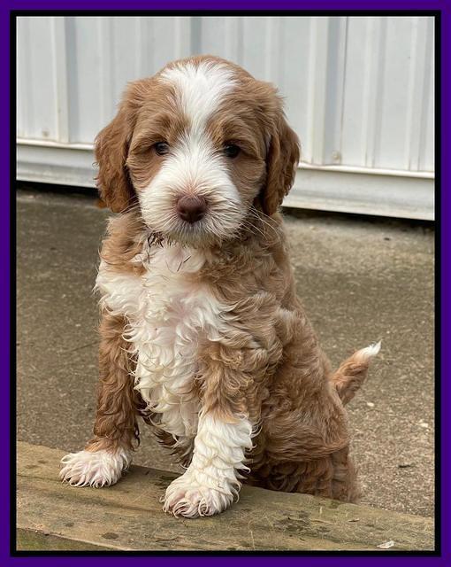 Ashby Bently pups 6 wks old 161