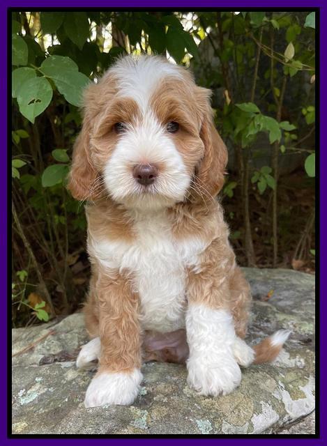 Ashby Bently pups 8 wks old 21