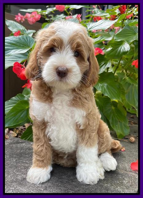 Ashby Bently pups 8 wks old 51