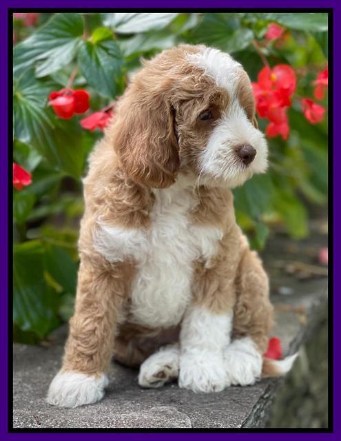 Ashby Bently pups 8 wks old 71