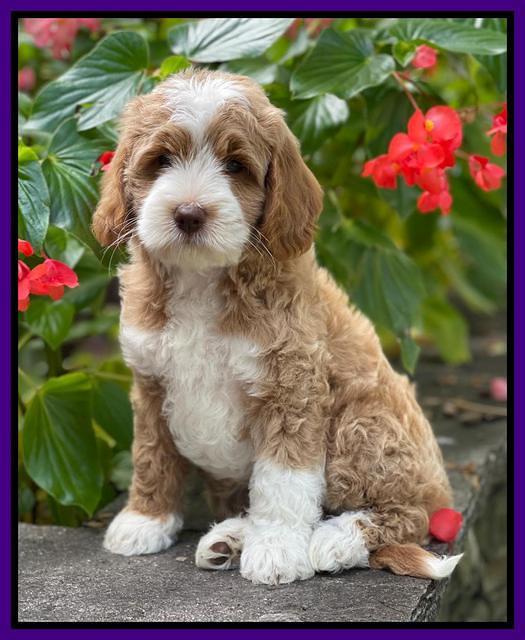 Ashby Bently pups 8 wks old 81