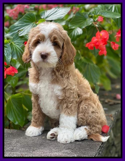Ashby Bently pups 8 wks old 91