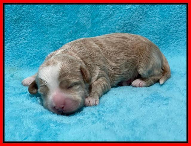 Ashby Bently pups 1 wk old 111