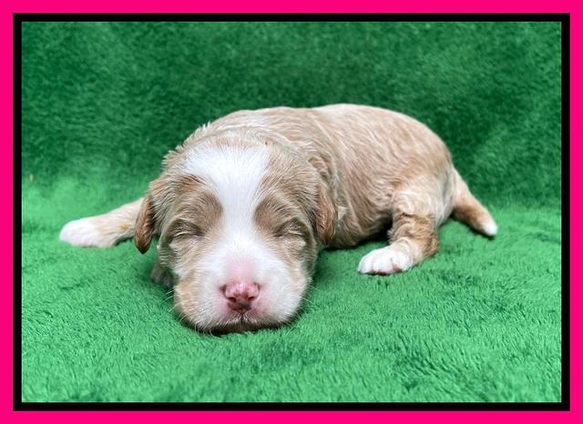 Ashby Bently pups 2 wks old 101