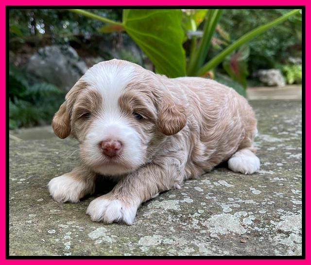 Ashby Bently pups 3 wks old 161