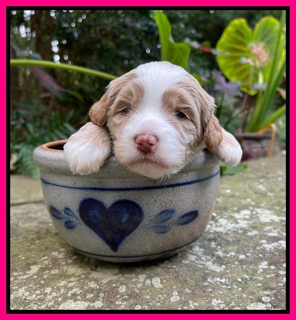 Ashby Bently pups 3 wks old 171