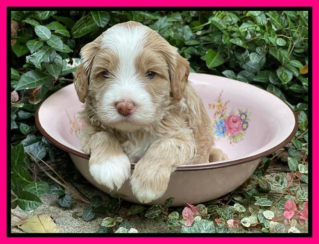 Ashby Bently pups 4 wks old 201