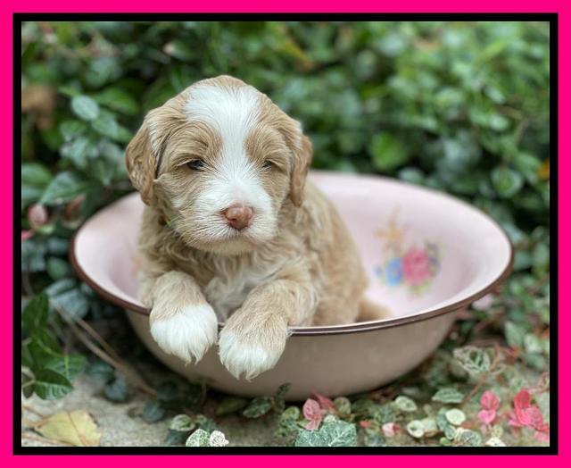 Ashby Bently pups 4 wks old 211