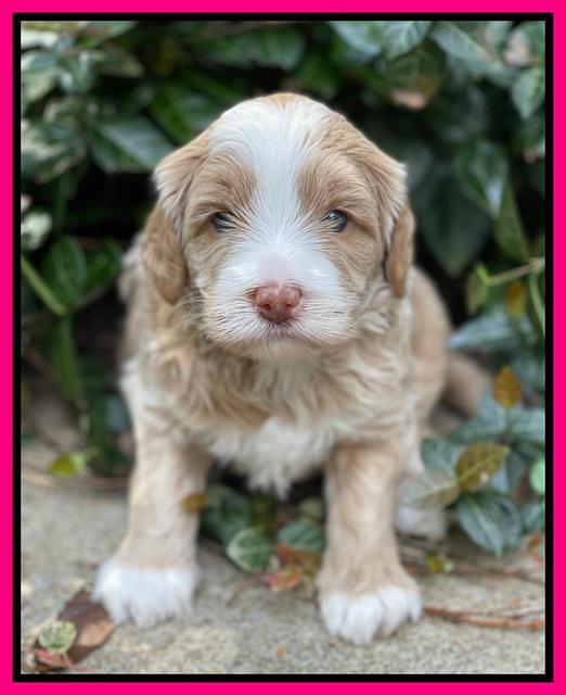 Ashby Bently pups 4 wks old 221