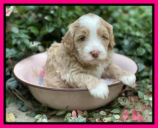 Ashby Bently pups 4 wks old 231