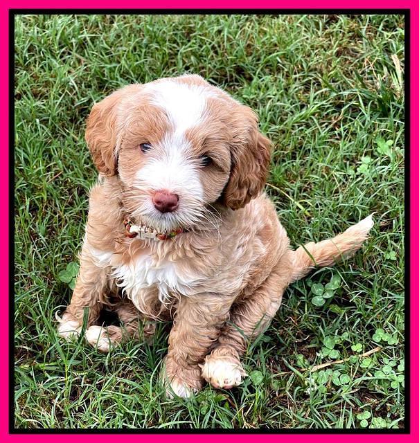 Ashby Bently pups 6 wks old 171