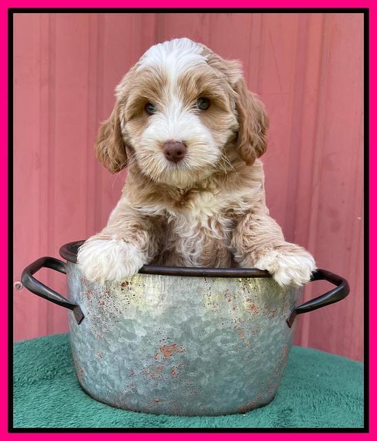 Ashby Bently pups 7 wks old 231