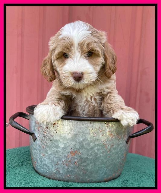 Ashby Bently pups 7 wks old 241