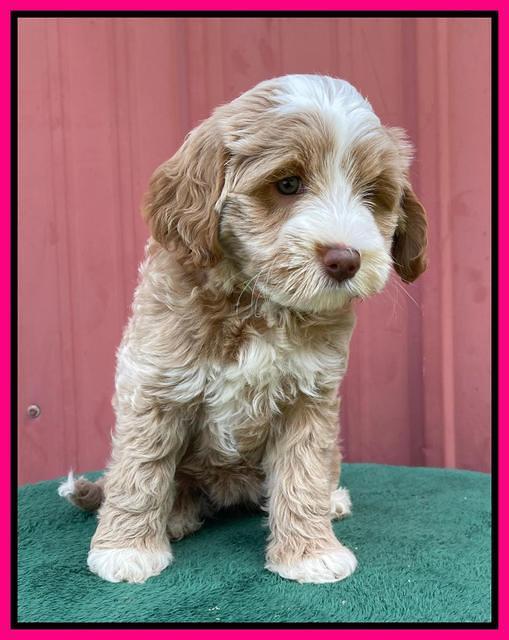 Ashby Bently pups 7 wks old 251