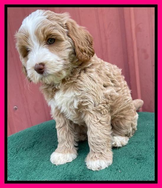 Ashby Bently pups 7 wks old 261