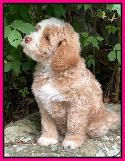 Ashby Bently pups 8 wks old 2100