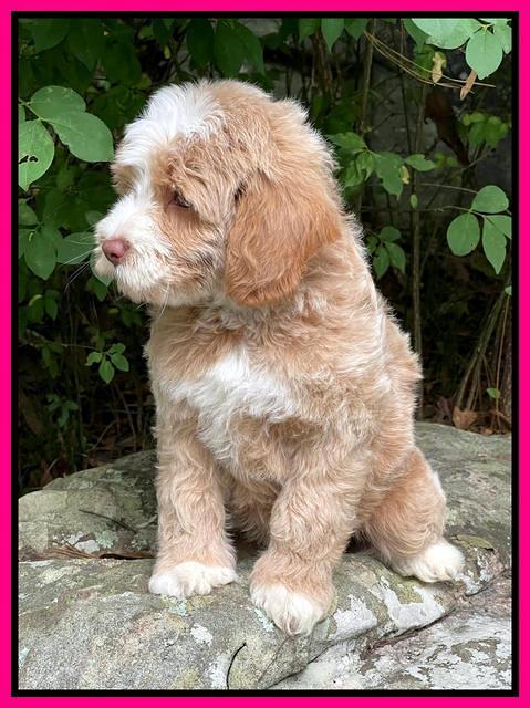Ashby Bently pups 8 wks old 4100