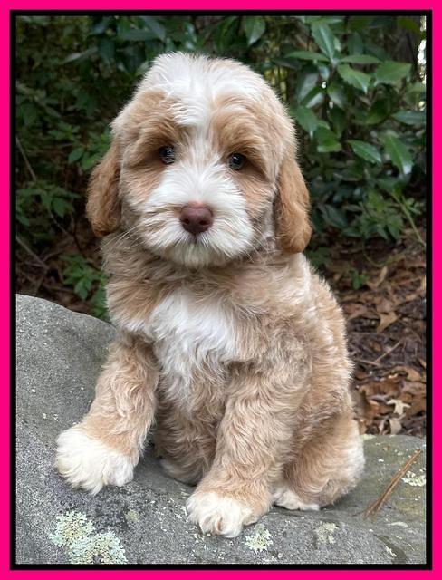 Ashby Bently pups 8 wks old 6100