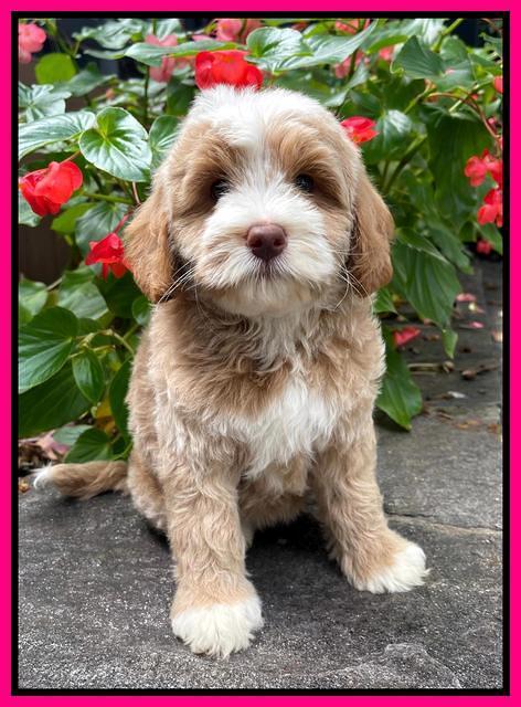 Ashby Bently pups 8 wks old 7100