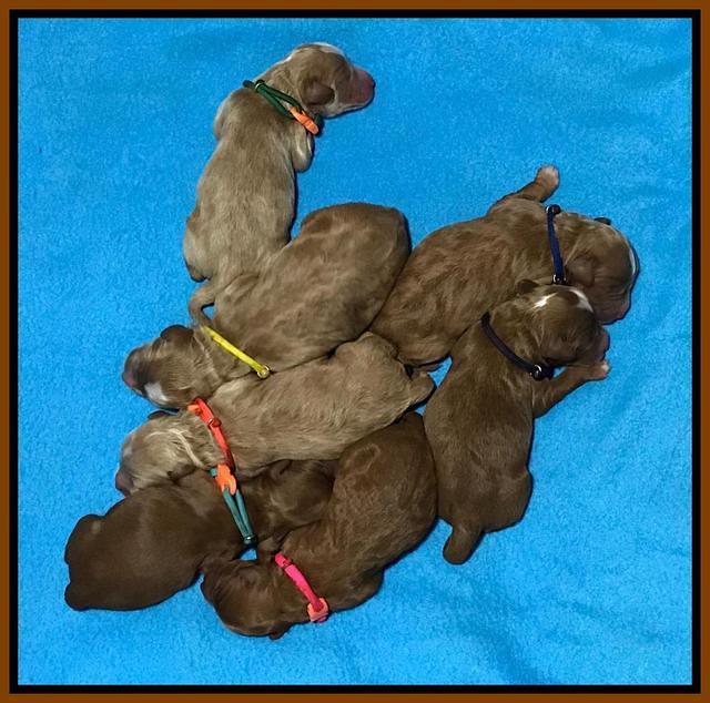 Ashby Grover pups newborn 130