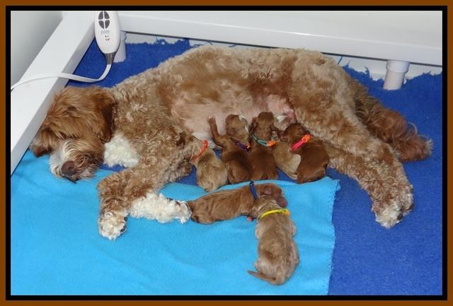 Ashby Grover pups newborn 141