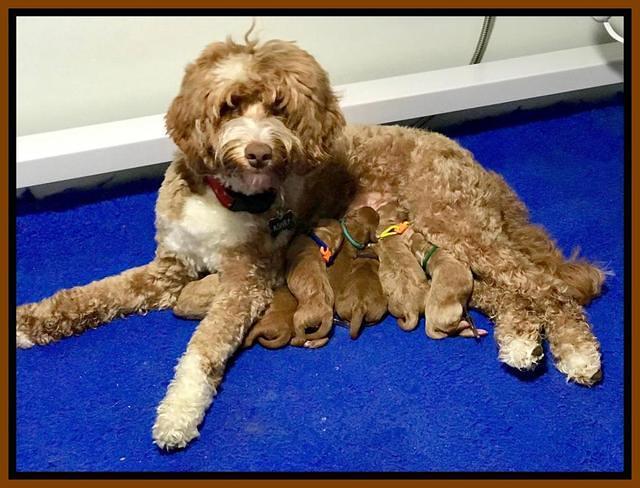 Ashby Grover pups newborn 230