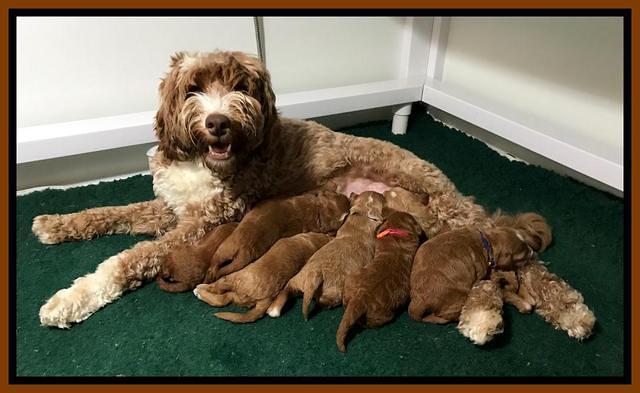 Ashby pups 1.5 wks 3