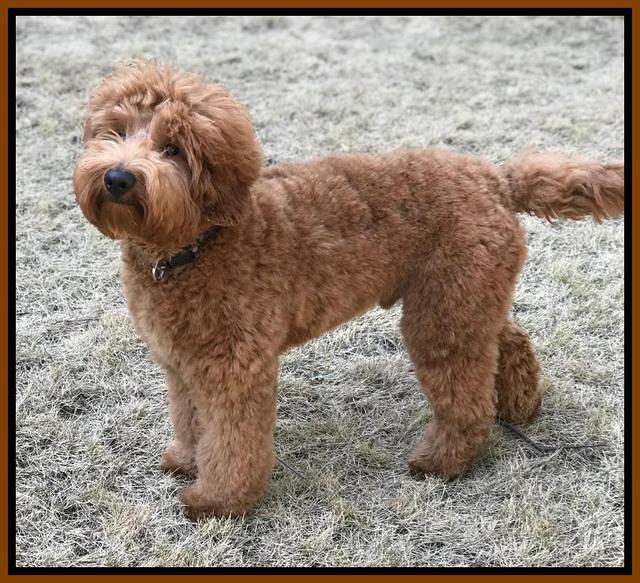 Grover groomed stand