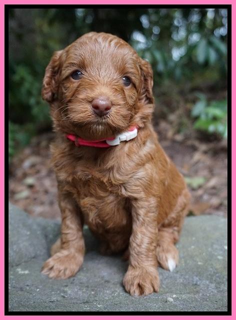 Ashby Grover pups 4 wks old 11