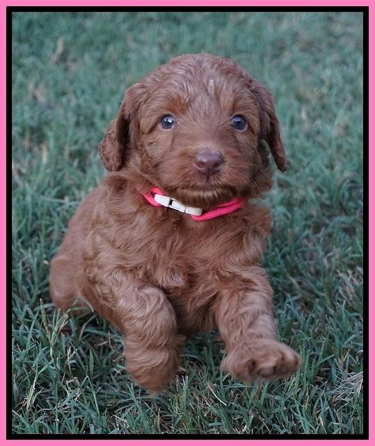 Ashby Grover pups 5 wks old 31