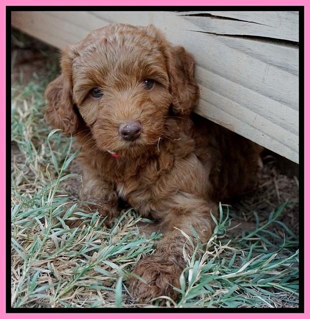 Ashby Grover pups 7 wks old 51