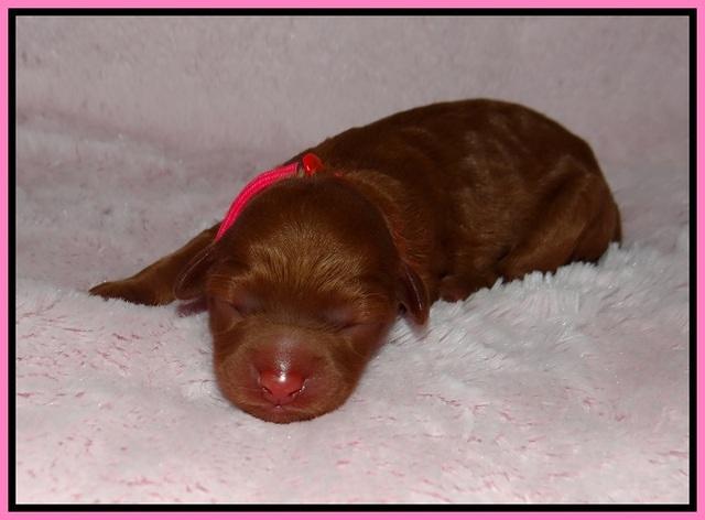 Ashby Grover pups newborn 21