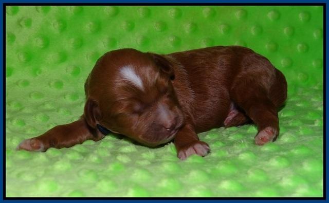 Ashby Grover pups 1 wk old 41