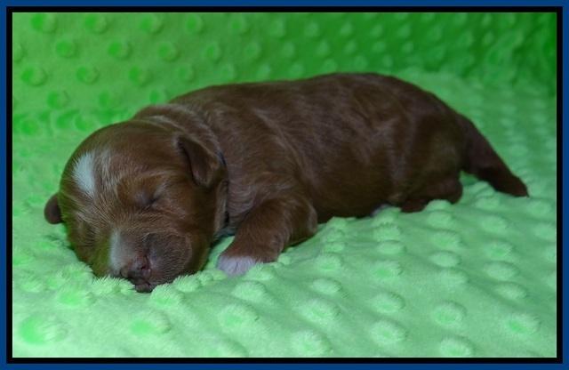 Ashby Grover pups 1 wk old 61